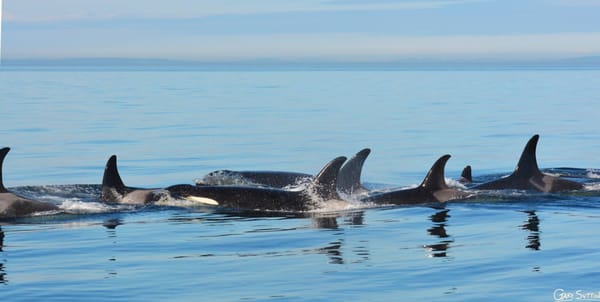 Steveston Seabreeze Adventures Vancouver by null