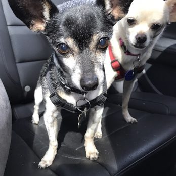 Karma Dogs Pet Care - Hello gorgeous! - Pet Sitting Near Me Karma Dogs Pet Care - Hello gorgeous! - Pet Sitting Near Me