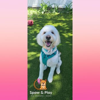 Spaw & Play - Doggy Daycare with a Bath Spaw & Grooming package - Pet Groomers Near Me Spaw & Play - Doggy Daycare with a Bath Spaw & Grooming package - Pet Groomers Near Me