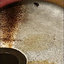 Foods Co. - There was more, but they ran off to the drain