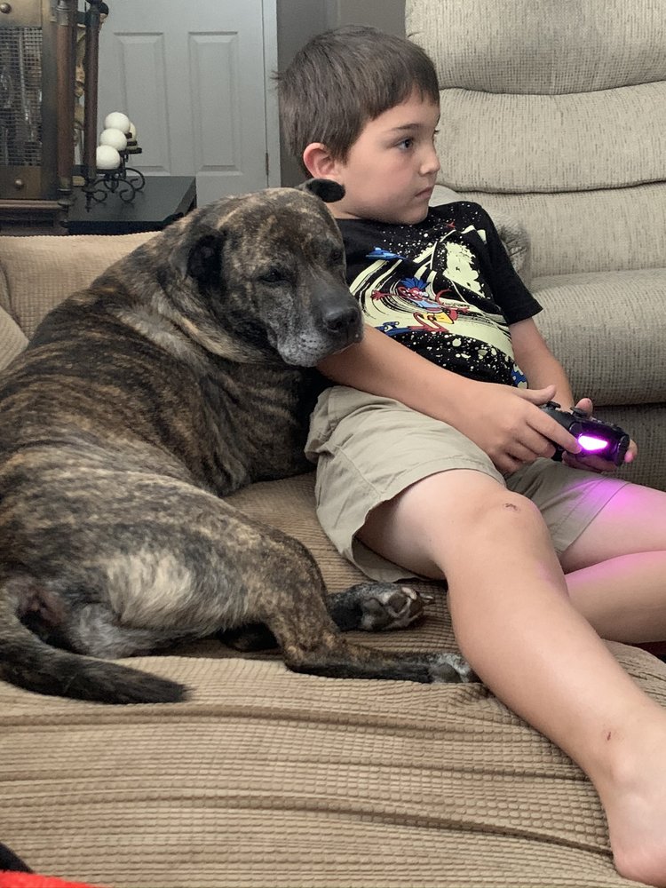 CRISSY’S CAMP CANINE Updated June 2024 19 Photos 59 Electric Ave