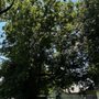 RG Tree Service