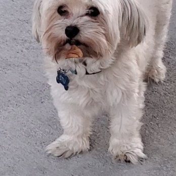 Pro Pet Club - Before grooming (his paws we're actually almost black when dropped off). - Pet Groomers Near Me - La Habra, California