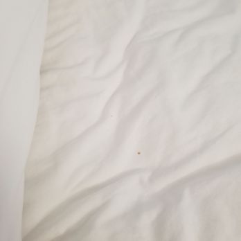 Hampton Inn & Suites Largo - Upon checkin the bed is found to be filled with a previous guest's hair and excrement....the sheet were never changed or cleaned.... - Hotels Near Me - Largo, Florida Hampton Inn & Suites Largo - Upon checkin the bed is found to be filled with a previous guest's hair and excrement....the sheet were never changed or cleaned.... - Hotels Near Me - Largo, Florida