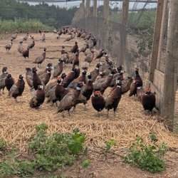 MacFarlane Pheasants