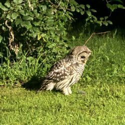 Emily Provincial Park - Barred Owl at Emily Provincial Park
