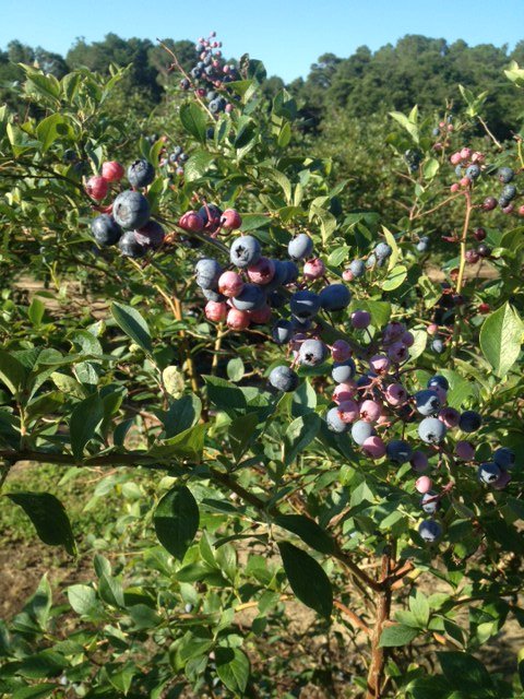 Point Harbor Pick Your Own