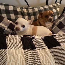 The Barking Lot - Lily & Baybee