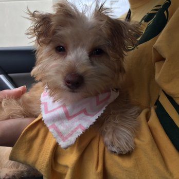 The Barking Lot - Chloe looking fresh - Pet Groomers Near Me - Wheaton, Illinois