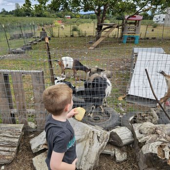 Bode Farms Rescue & Sanctuary - Feeding goats - Campgrounds Near Me - Ferndale , Washington Bode Farms Rescue & Sanctuary - Feeding goats - Campgrounds Near Me - Ferndale , Washington