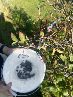 Mercer Slough Blueberry Farm by null
