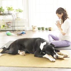 Human Canine Collaborative