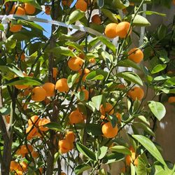 Town & Country Greenhouses - Citrus tree