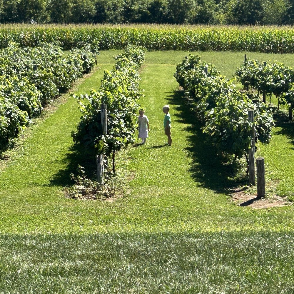 Bailey's Run Vineyard & Winery - Enjoy the scenery and explore the vineyards - Wine Tasting Room Near Me - New Glarus, Wisconsin