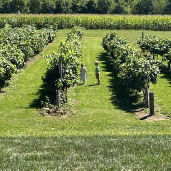Bailey's Run Vineyard & Winery - Enjoy the scenery and explore the vineyards - Wine Tasting Room Near Me - New Glarus, Wisconsin Bailey's Run Vineyard & Winery - Enjoy the scenery and explore the vineyards - Wine Tasting Room Near Me - New Glarus, Wisconsin
