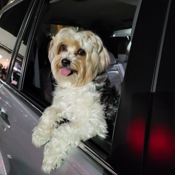 Sydnee’s Pet Grooming - Perfect length when it's not summertime - Pet Groomers Near Me - Oceanside, California Sydnee’s Pet Grooming - Perfect length when it's not summertime - Pet Groomers Near Me - Oceanside, California