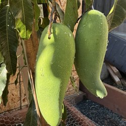 Willow Tropical Fruit Trees - Maha Chanok Mango