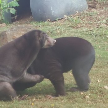 Honolulu Zoo - They were trying to mate! Lol - Zoos Near Me - Honolulu, Hawaii