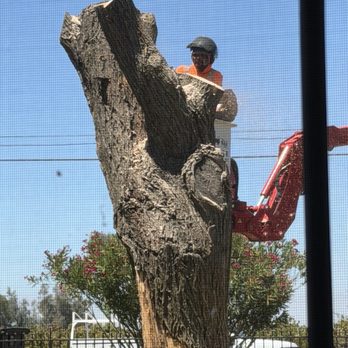 Top Tier Tree Care - He's working on the main part of the tree. - Tree Services Near Me - Lodi, California Top Tier Tree Care - He's working on the main part of the tree. - Tree Services Near Me - Lodi, California