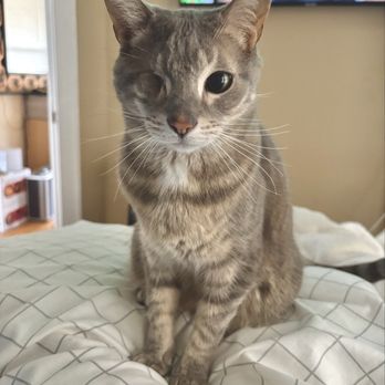 Krause Veterinary Clinic - My cat I bring to Krause - Veterinarians Near Me - Armada, Michigan Krause Veterinary Clinic - My cat I bring to Krause - Veterinarians Near Me - Armada, Michigan