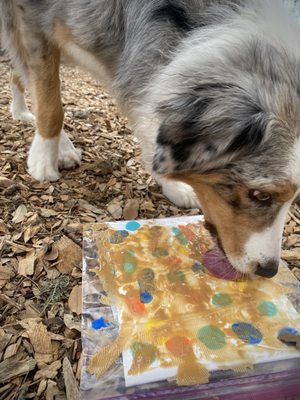 The Watering Bowl by null