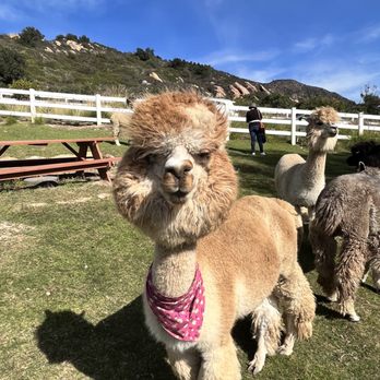 Canzelle Alpacas - Farms Near Me - Carpinteria, California