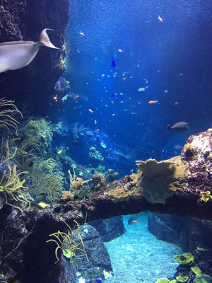 Biarritz Aquarium by null