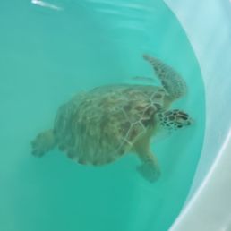 Sea Turtle Rescue Sea Turtle Rescue