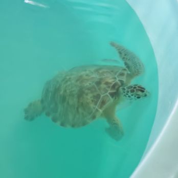 Sea Turtle - Sea Turtle Rescue - Aquariums Near Me - South Padre Island, Texas Sea Turtle - Sea Turtle Rescue - Aquariums Near Me - South Padre Island, Texas