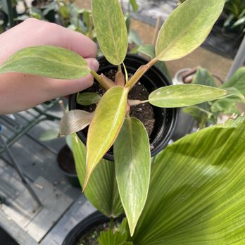 King's Greenhouse - Painted lady philodendron - Nurseries & Gardening Near Me - Stallings, North Carolina King's Greenhouse - Painted lady philodendron - Nurseries & Gardening Near Me - Stallings, North Carolina