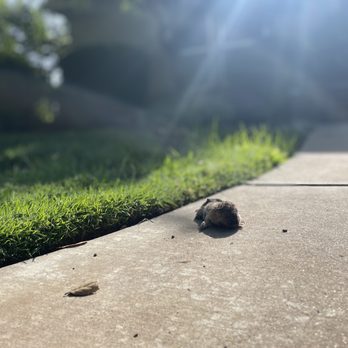Turn Key Termite & Pest Solutions - Gopher trapping - Pest Control Near Me Turn Key Termite & Pest Solutions - Gopher trapping - Pest Control Near Me