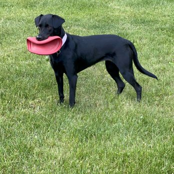 Stone Mastiffs - Our dog with her favorite frisbee - Pet Sitting Near Me - Farmington Hills, Michigan Stone Mastiffs - Our dog with her favorite frisbee - Pet Sitting Near Me - Farmington Hills, Michigan
