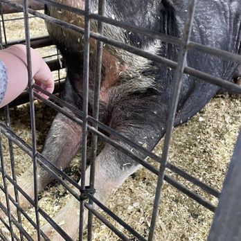 Bear Wallow Farm - Big happy mama pig! - Farms Near Me - Nancy, Kentucky