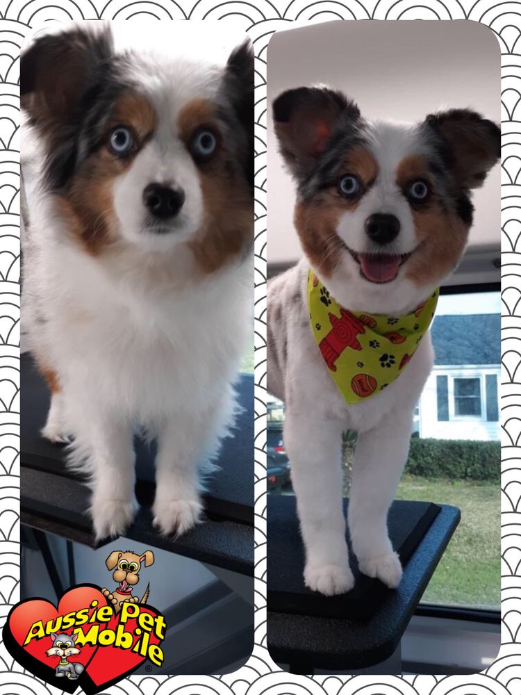 AUSSIE PET MOBILE SOUTH CAROLINA 11 Photos Pet Groomers