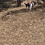 Photo of Bruce King Memorial Dog Park