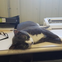 Moses hard at work in the office.