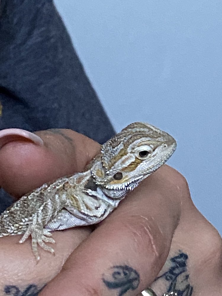 LLLREPTILE & SUPPLY COMPANY, INC - 157 Photos & 176 Reviews - Reptile