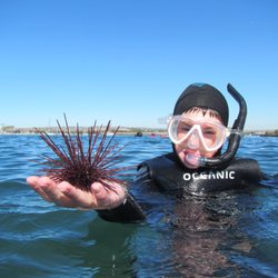 SEACAMP - Snorkeling at Mission Point - Animal is a Red Sea Urchin