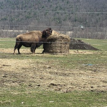 Mud Creek Bison Ranch - Bison lunch is served. - Venues & Event Spaces Near Me - Savona, New York Mud Creek Bison Ranch - Bison lunch is served. - Venues & Event Spaces Near Me - Savona, New York