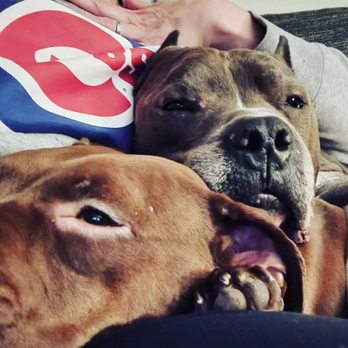 It's A Pittie Rescue - Pet Services Near Me It's A Pittie Rescue - Pet Services Near Me