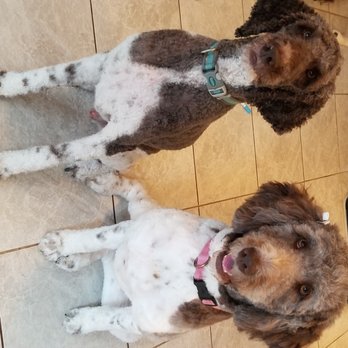 Poodle Doodle - Beau & Bella fresh from their first time visit at Poodle Doodle. Two very happy pups! Thanks for our haircuts and bath! - Pet Groomers Near Me - Manassas, Virginia Poodle Doodle - Beau & Bella fresh from their first time visit at Poodle Doodle. Two very happy pups! Thanks for our haircuts and bath! - Pet Groomers Near Me - Manassas, Virginia