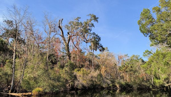 Ellie Schiller Homosassa Springs Wildlife State Park by null
