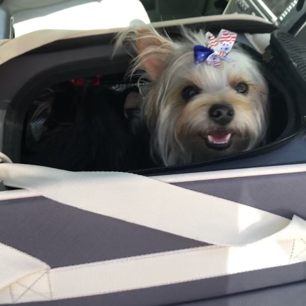 Resa's K-9 Salon - Earlier this year after grooming - Pet Groomers Near Me - Lubbock, Texas Resa's K-9 Salon - Earlier this year after grooming - Pet Groomers Near Me - Lubbock, Texas
