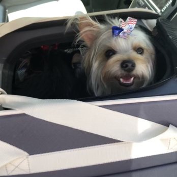 Resa's K-9 Salon - Earlier this year after grooming - Pet Groomers Near Me - Lubbock, Texas
