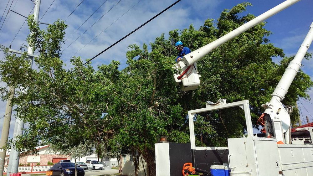TOP NOTCH TREE - Updated June 2026 - Pompano Beach, Florida - Tree ...