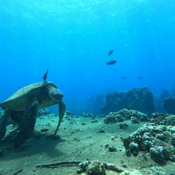 Extended Horizons Scuba - Sea turtle