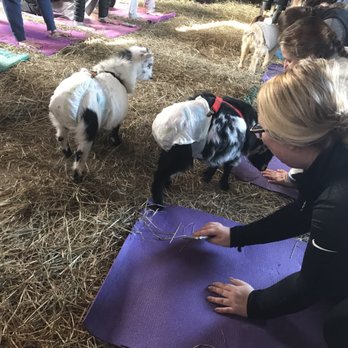 Horse and Goat Yoga - Yoga Near Me - Maple Glen, Pennsylvania Horse and Goat Yoga - Yoga Near Me - Maple Glen, Pennsylvania