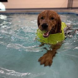 Walks and Wags - Dog Swimming