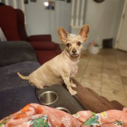 Isabel's Dog Grooming