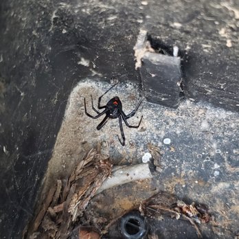 Facility Pest Control - Black widow spider control Woodland Hills - Pest Control Near Me - Reseda, California Facility Pest Control - Black widow spider control Woodland Hills - Pest Control Near Me - Reseda, California